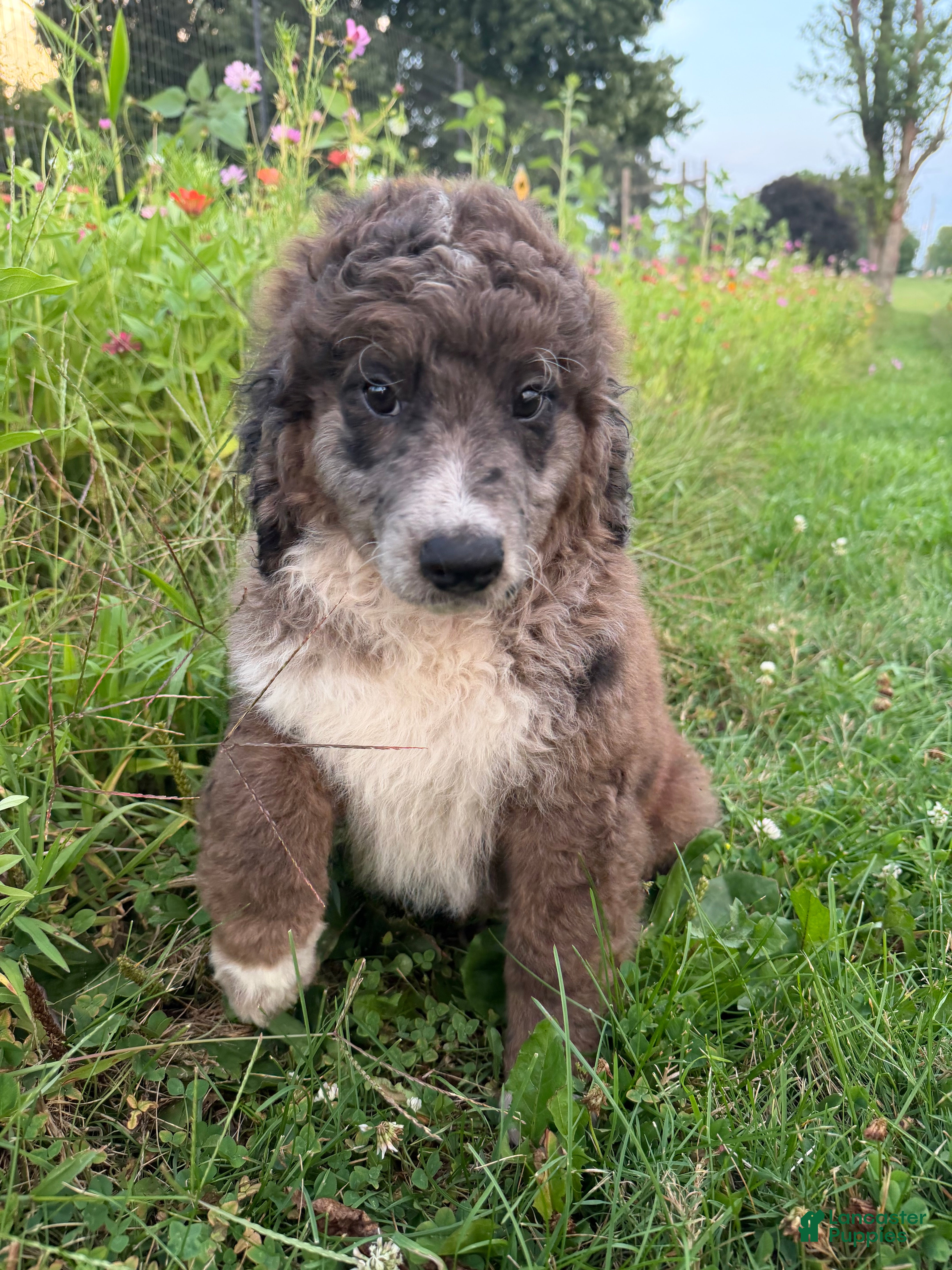 Bernedoodle dogs Moose - Ad 2