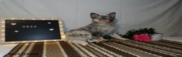 Australian Cattle Dog dogs for sale: Oreo - Ad 1