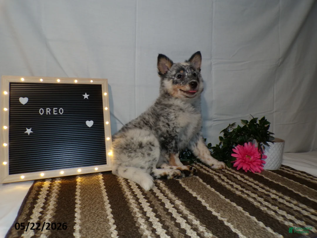 Australian Cattle Dog dogs for sale: Oreo - Ad 1