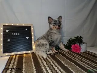 Australian Cattle Dog dogs for sale: Oreo - Ad 1
