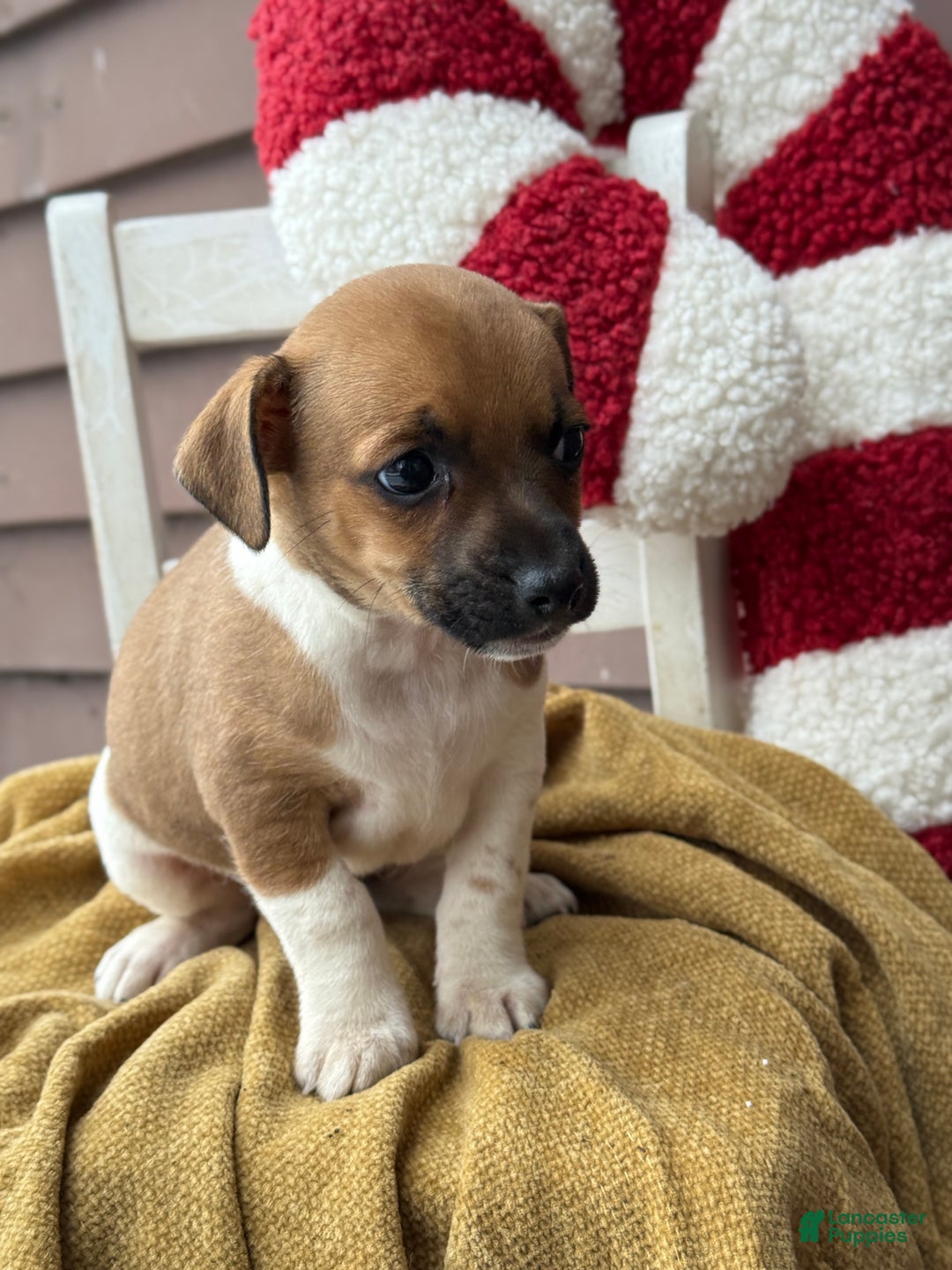 Jack Russell Terrier dogs for sale: Jack Frost - Ad 9