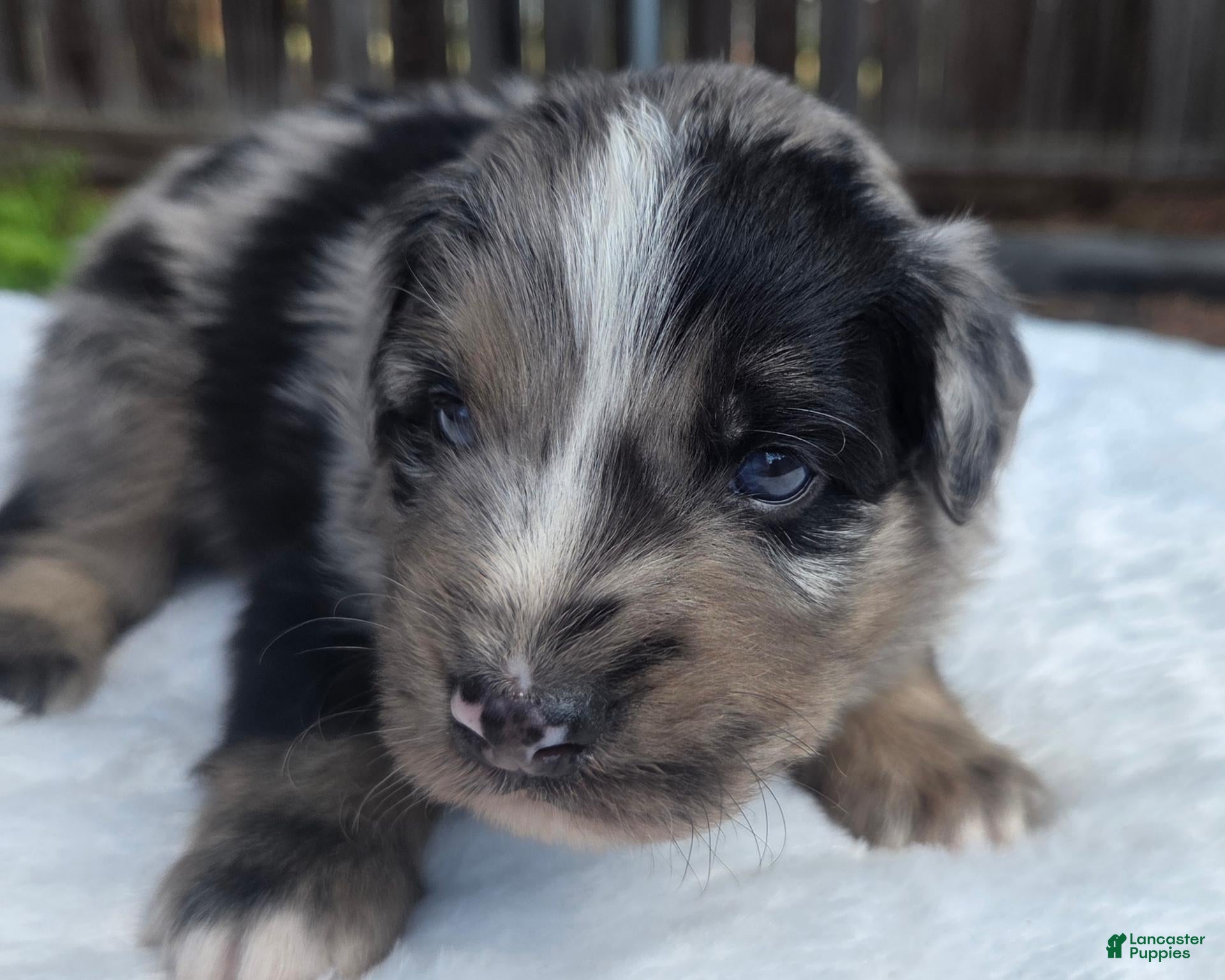 Australian Shepherd dogs Spence - Ad 29