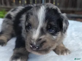Australian Shepherd dogs Taz - Ad 19