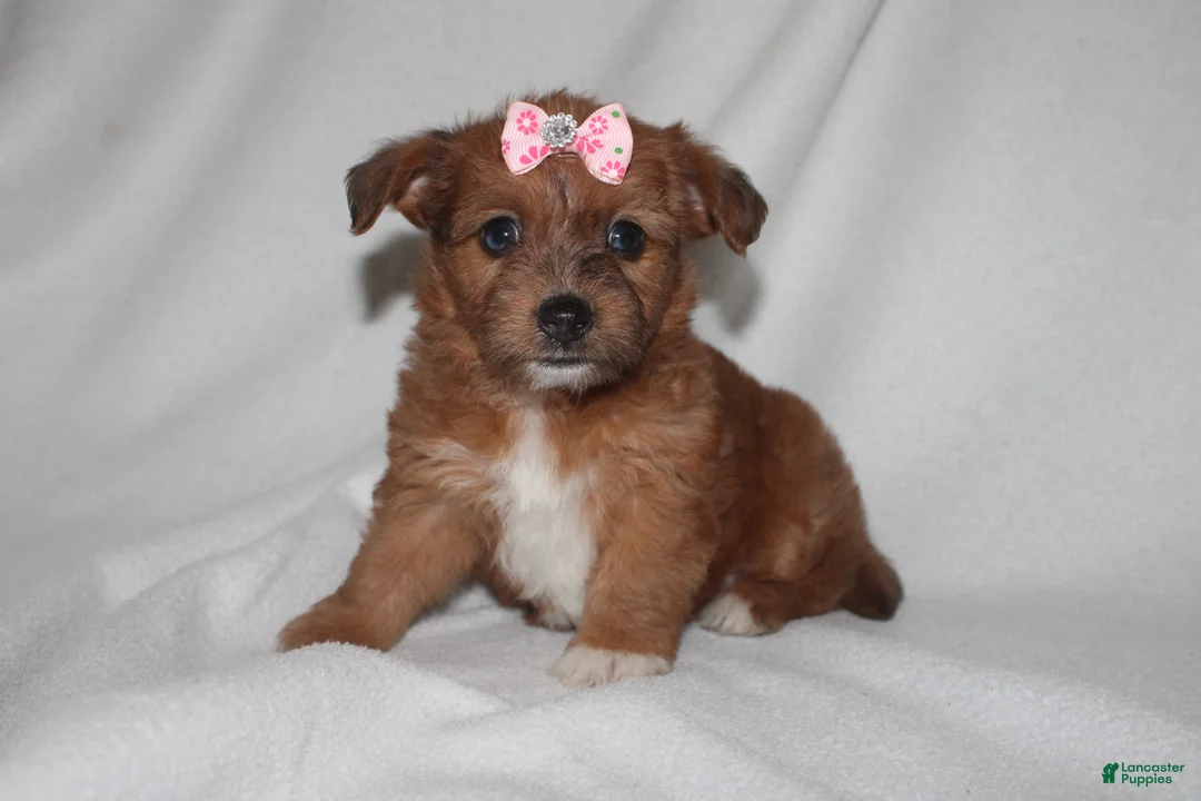 Yorkiepoo dogs for sale: Queen - Ad 1