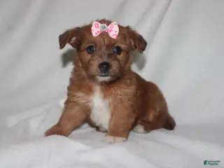 Yorkiepoo dogs Queen - Ad 35