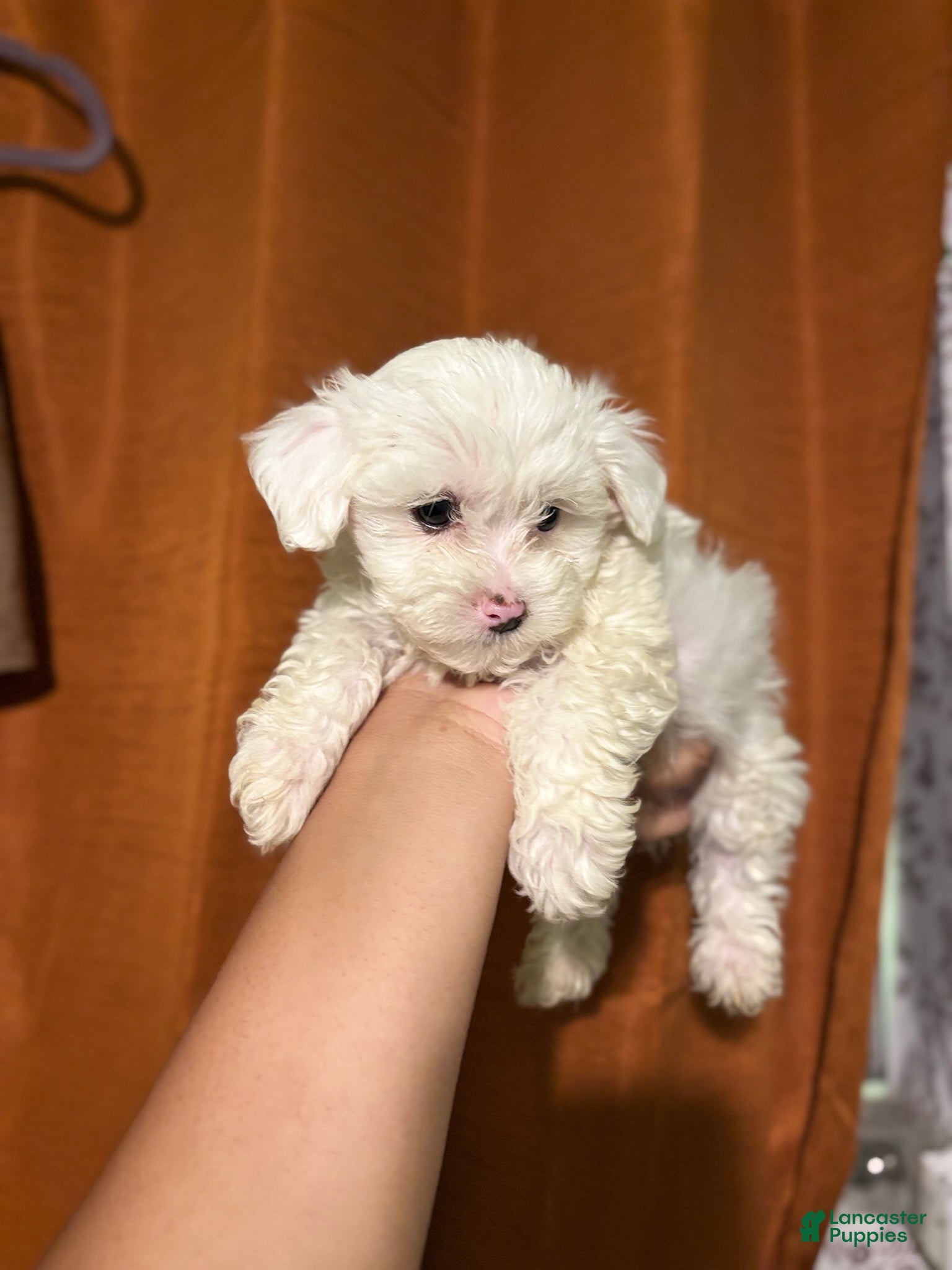 Maltipoo dogs Milo - Ad 1