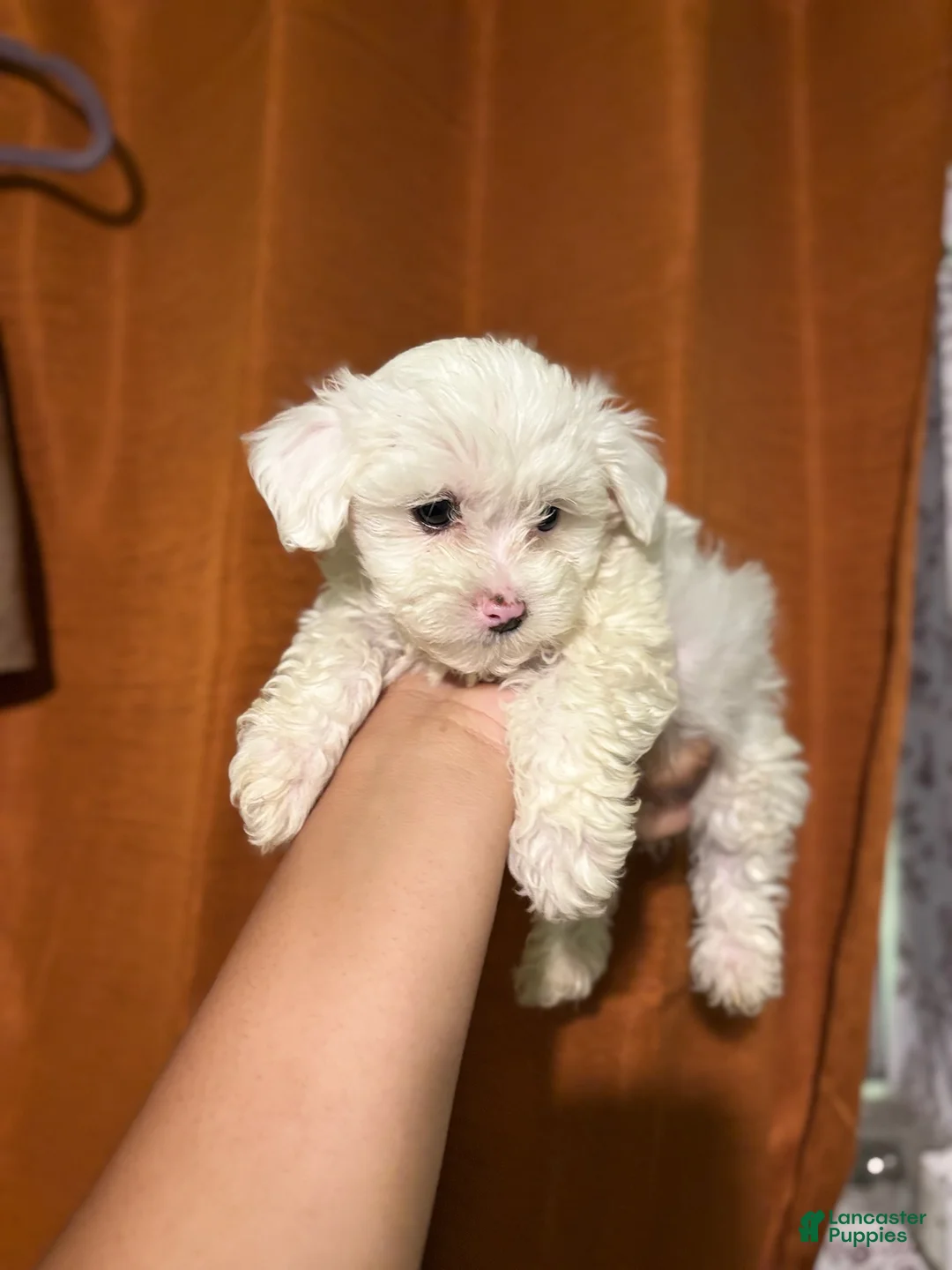 Maltipoo dogs for sale: Milo - Ad 1