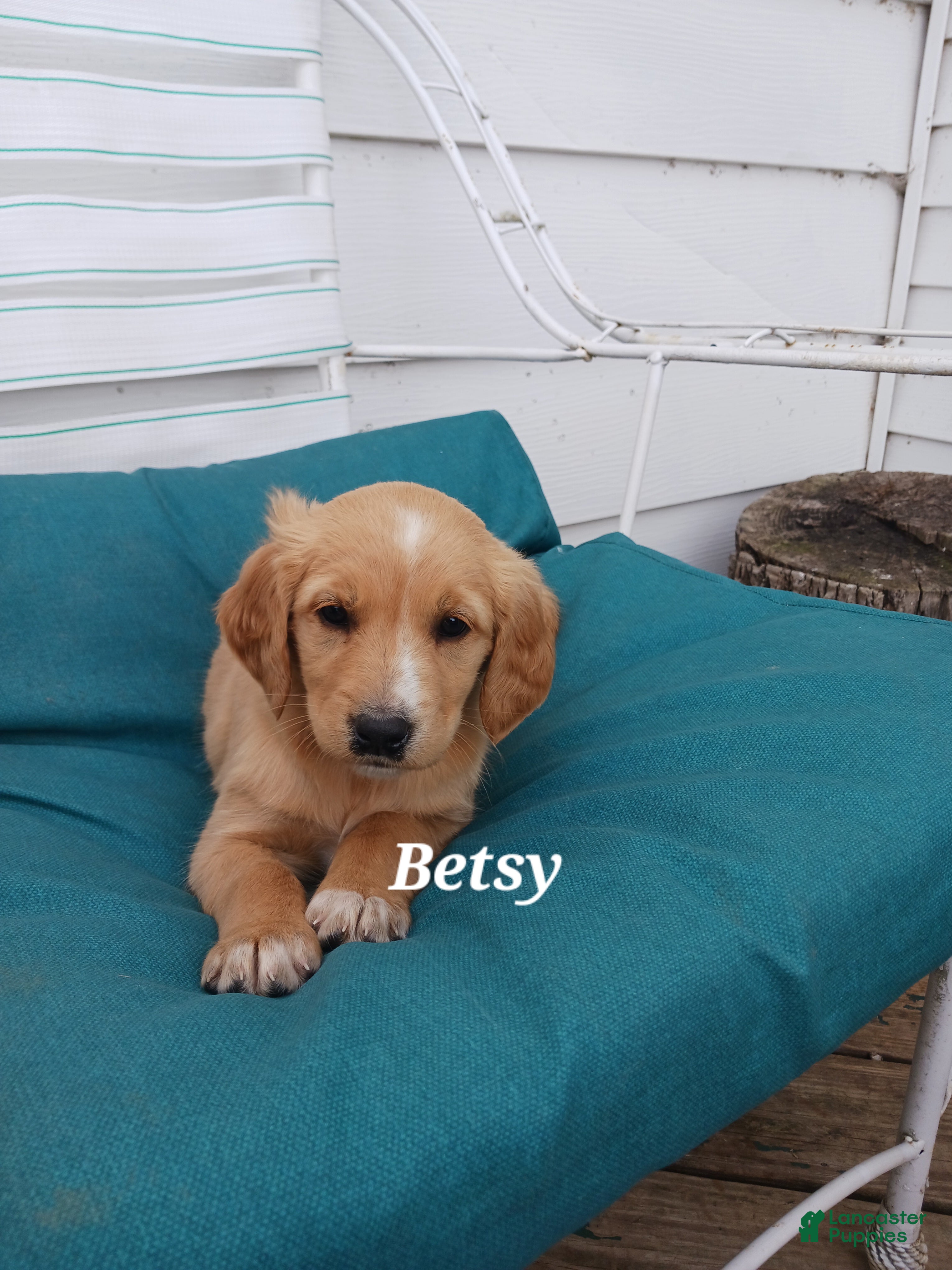 Mixed Breed dogs Mixed Breed Puppy 7, Betsy - Ad 1
