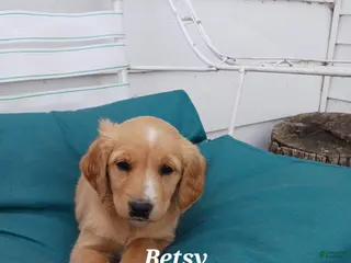 Mixed Breed dogs for sale: Mixed Breed Puppy 7, Betsy - Ad 4