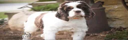 Cocker Spaniel dogs for sale: Cocker Spaniel Puppy 2 - Ad 4