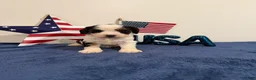 Cavapoo dogs for sale: Yankee - Ad 5