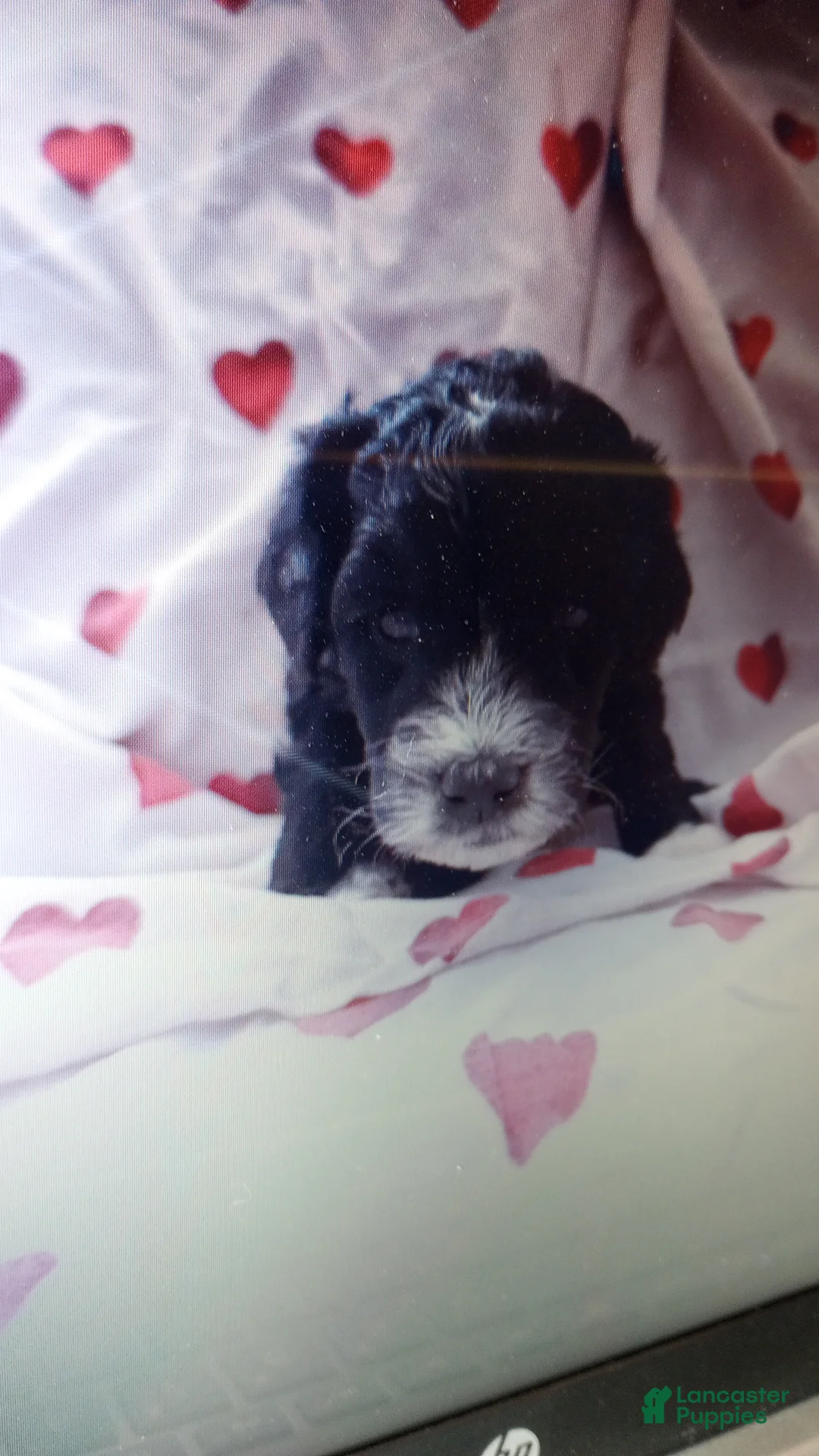 Bernedoodle dogs for sale: Clover - Ad 13