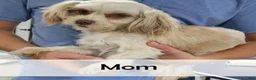 Havanese dogs for sale: Alex - Ad 6
