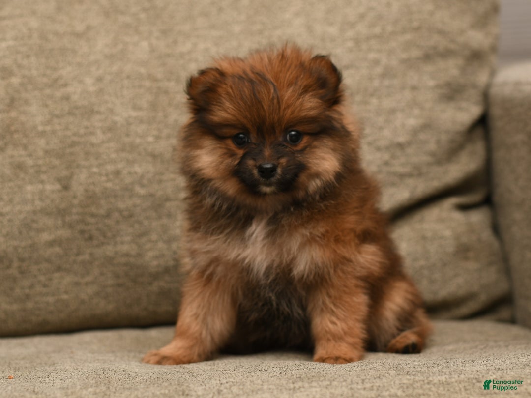 Pomeranian dogs for sale: Holly - Ad 5