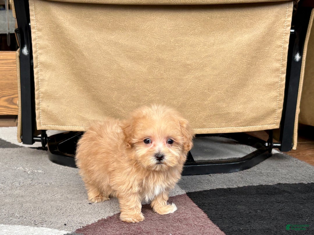 Maltipoo dogs for sale: Maltipoo Male Puppy 3 - Ad 7