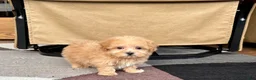 Maltipoo dogs for sale: Maltipoo Male Puppy 3 - Ad 7