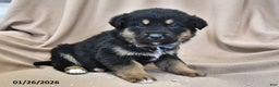 Mixed Breed dogs for sale: Ollie - Ad 3