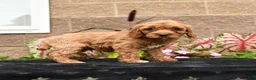 Cavapoo dogs for sale: Vivaldi - Ad 5
