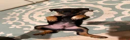 Mixed Breed dogs for sale: boy 6 Odysseus - Ad 3