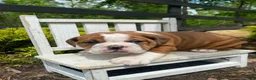 English Bulldog dogs for sale: Beauty - Ad 9