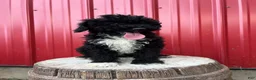 Toy Poodle dogs for sale: Onyx - Ad 2