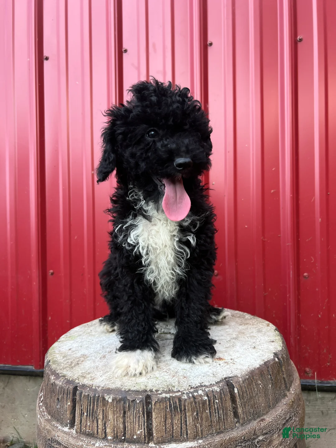Toy Poodle dogs for sale: Onyx - Ad 2