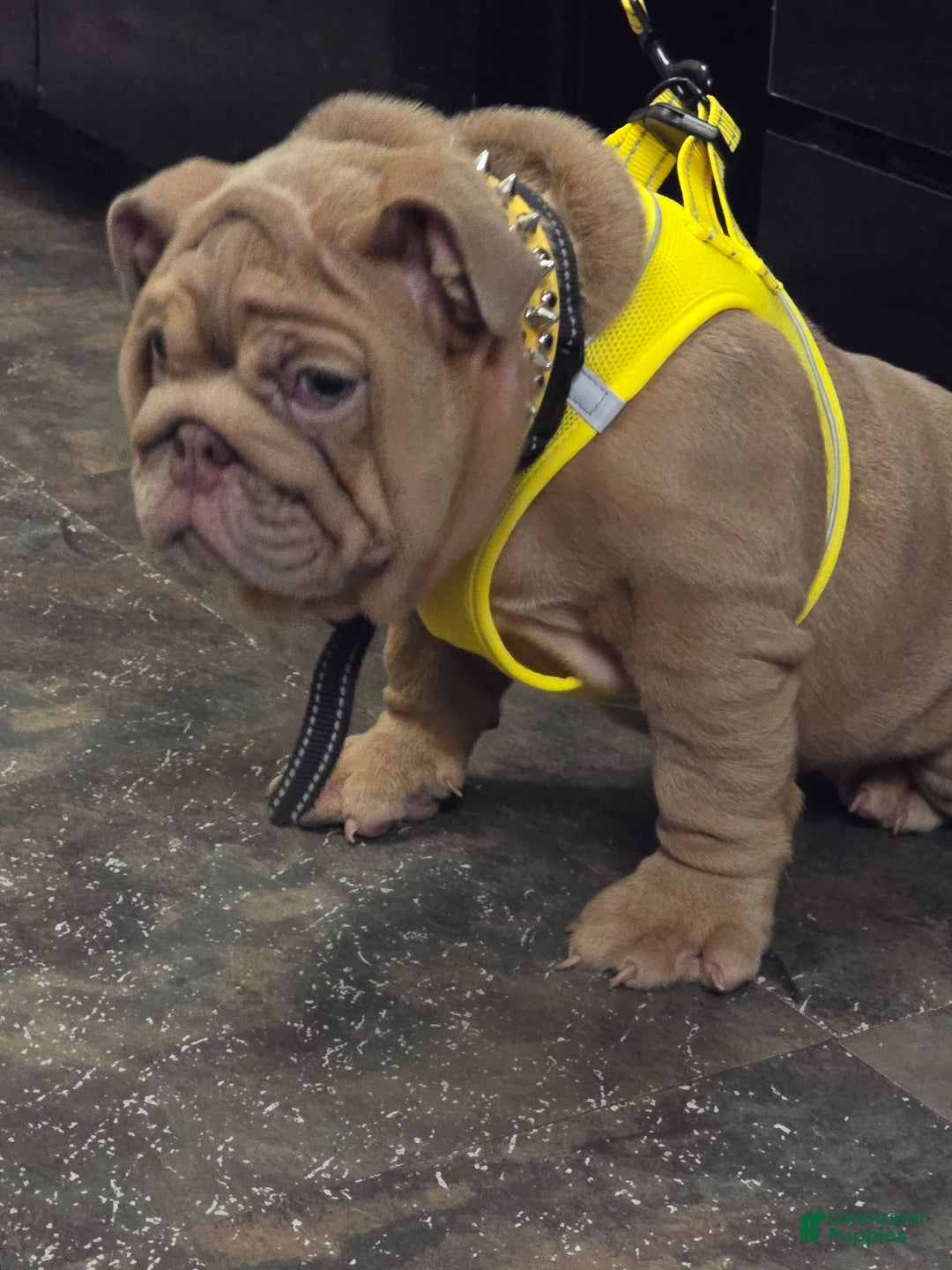 English Bulldog dogs for sale: Beatz  - Ad 9