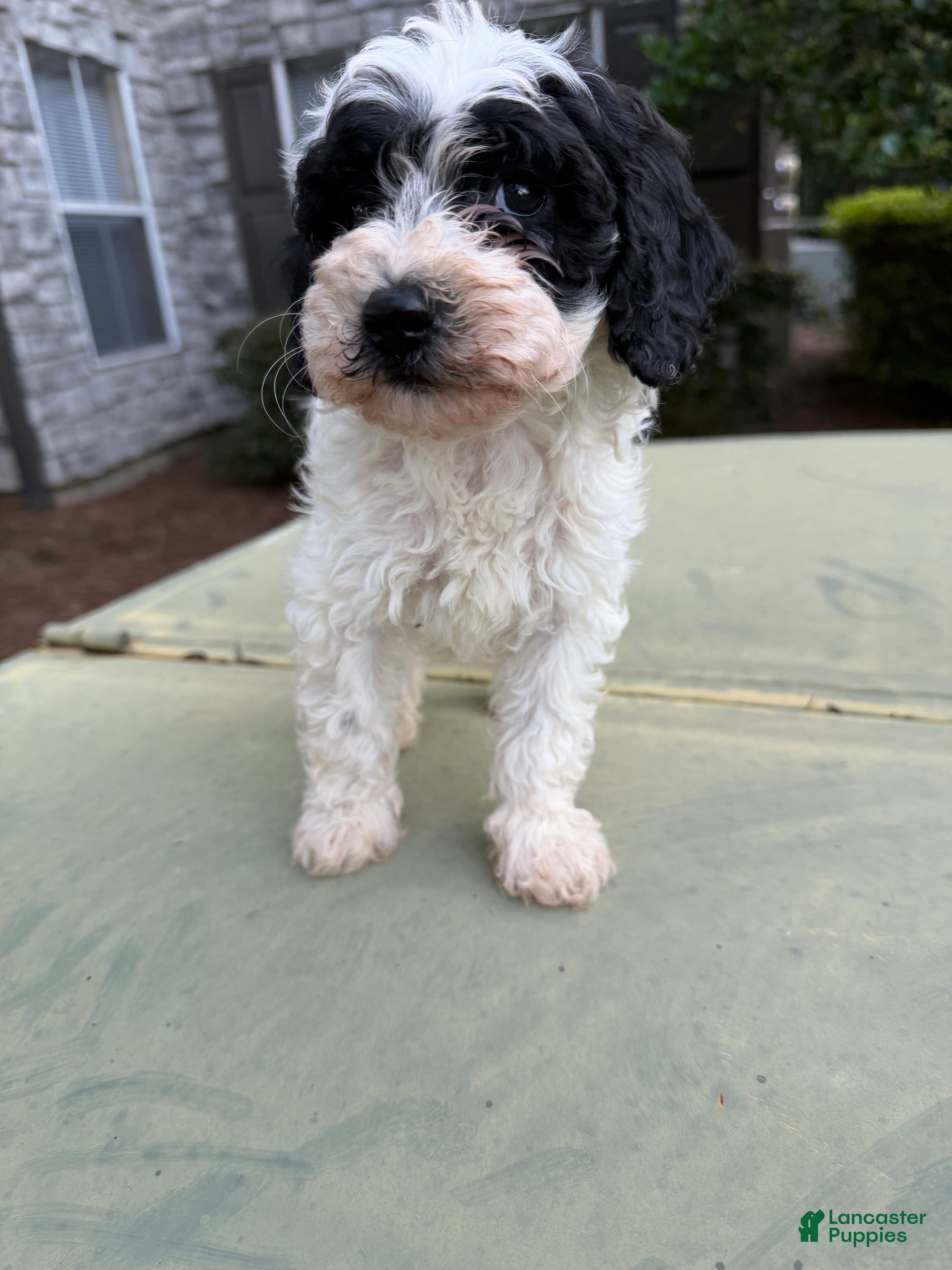 Cavapoo dogs Cavapoo Puppy 1 - Ad 39