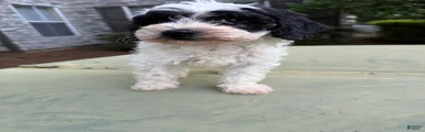 Cavapoo Puppy 1