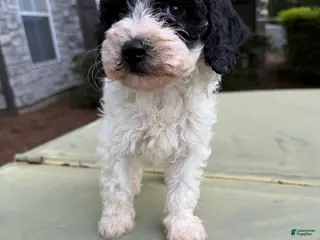 Cavapoo dogs Cavapoo Puppy 1 - Ad 39