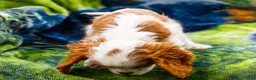 Mixed Breed dogs for sale: Janie - Ad 4