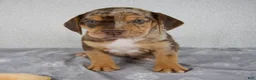 Beabull dogs for sale: Murphy - Ad 6