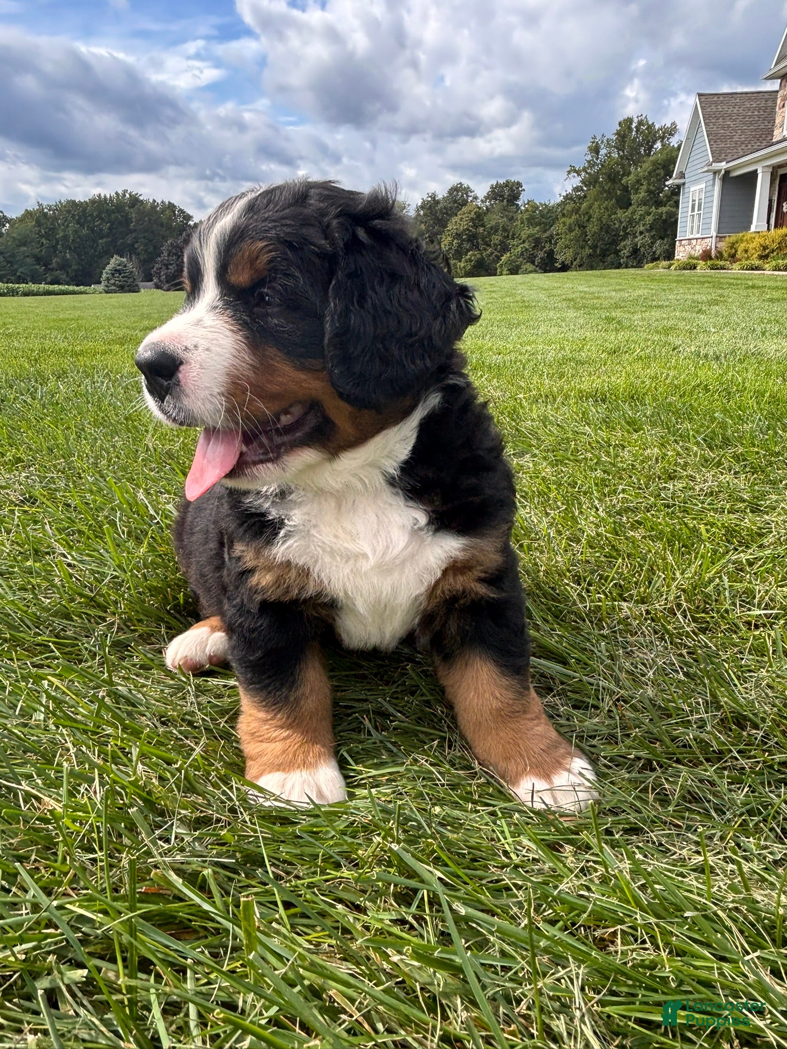 Bernese Mountain Dog dogs for sale: Auggie - Ad 1
