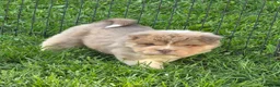 Shar Pei dogs for sale: Norah  - Ad 1