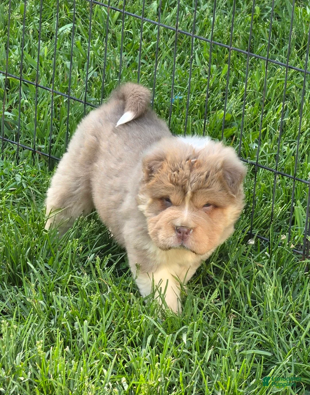 Shar Pei dogs for sale: Norah  - Ad 1