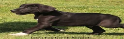 Great Dane dogs for sale: Max - Ad 5