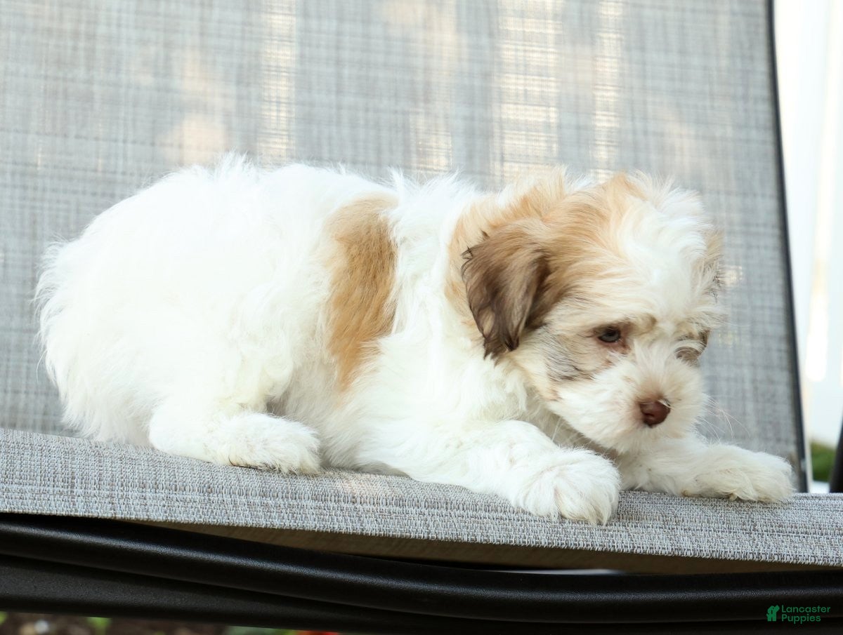 Havanese dogs for sale: Leeda - Ad 9