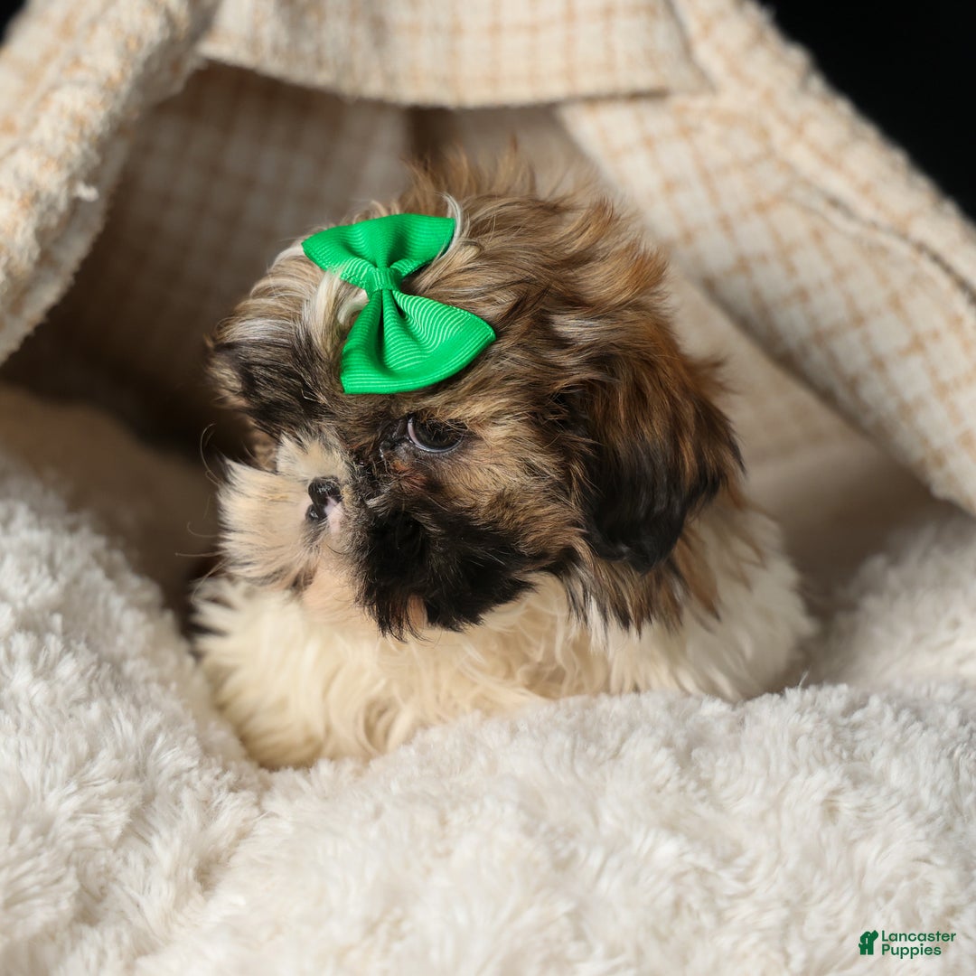 Shih Tzu dogs for sale: RUSTY - Ad 3