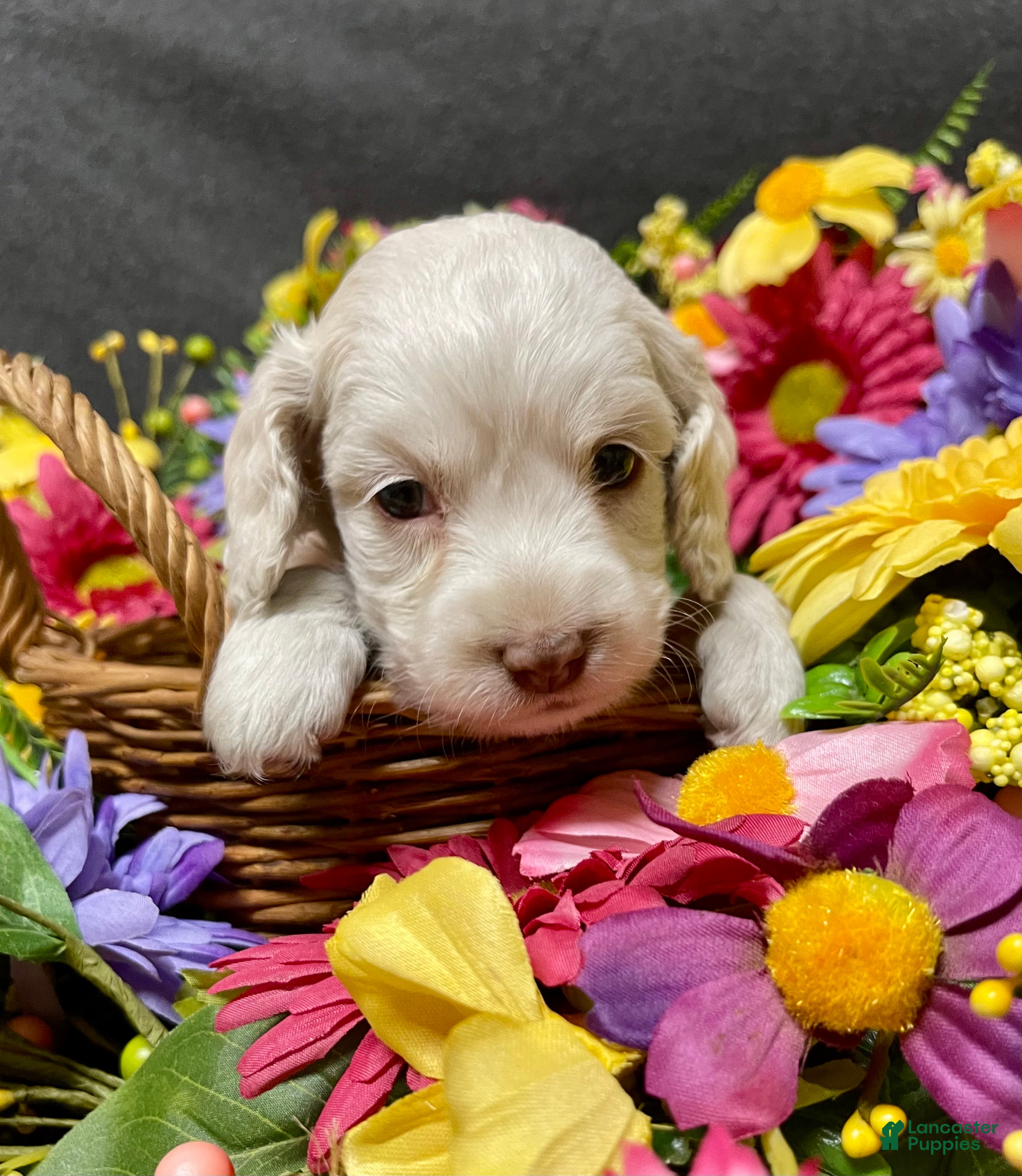 Cockapoo dogs Lola - Ad 1