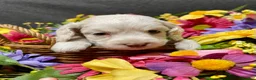 Cockapoo dogs for sale: Lily - Ad 22