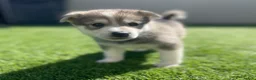 Alaskan Klee Kai dogs for sale: Vermax - Ad 9