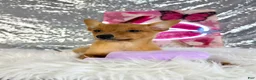 Mixed Breed dogs for sale: Daphne - Ad 4