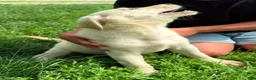 Mixed Breed dogs for sale: Mixed Breed 4 - Ad 14