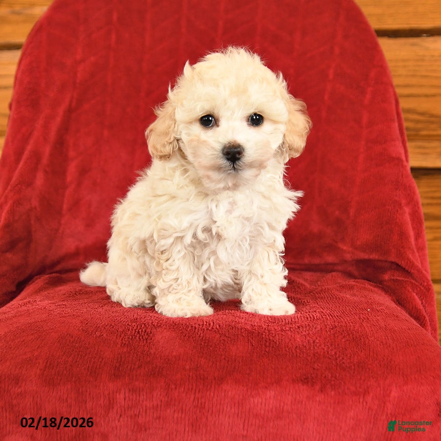 Maltipoo dogs Jasper - Ad 1