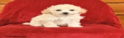 Maltipoo dogs for sale: Jasper - Ad 1
