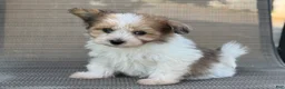 Pomapoo dogs for sale: Jackie - Ad 2