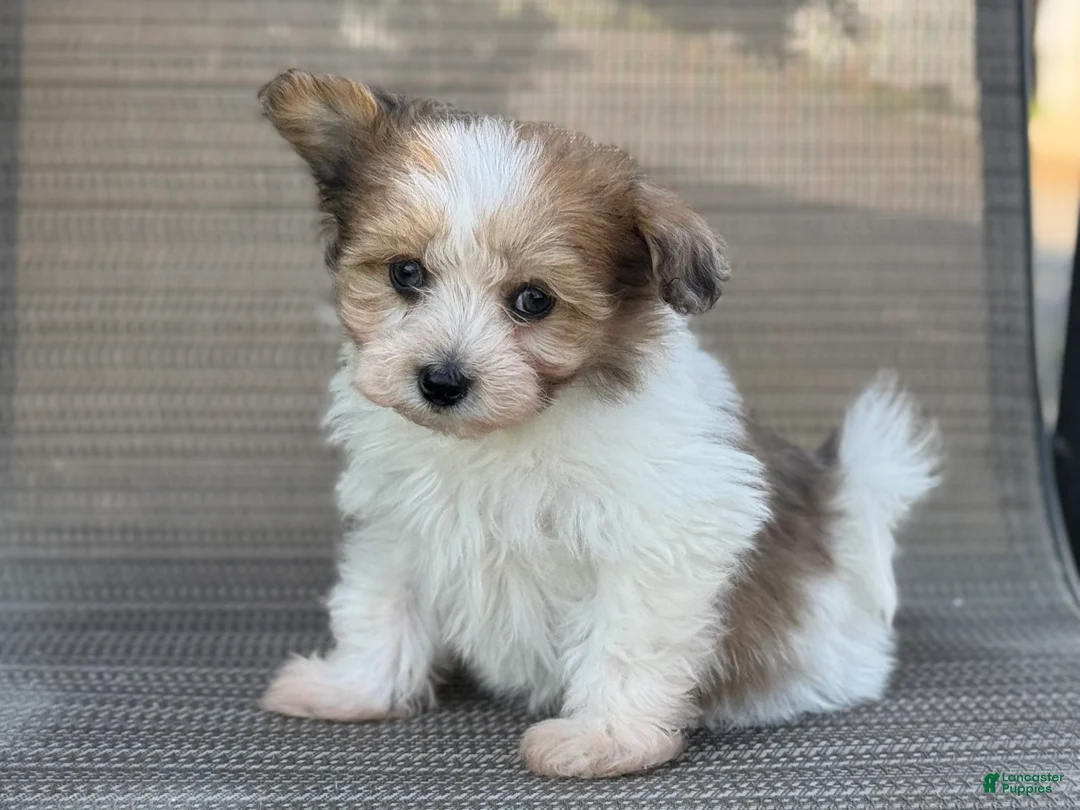 Pomapoo dogs for sale: Jackie - Ad 2