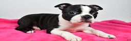 Boston Terrier dogs for sale: Lucy - Ad 4