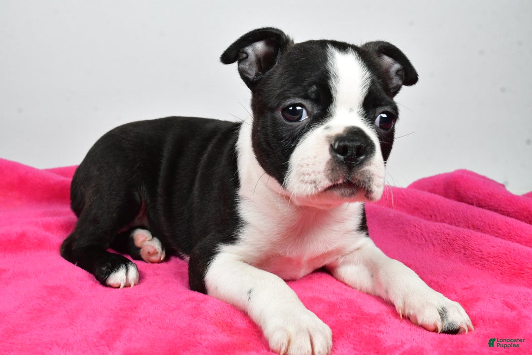 Boston Terrier dogs for sale: Lucy - Ad 4