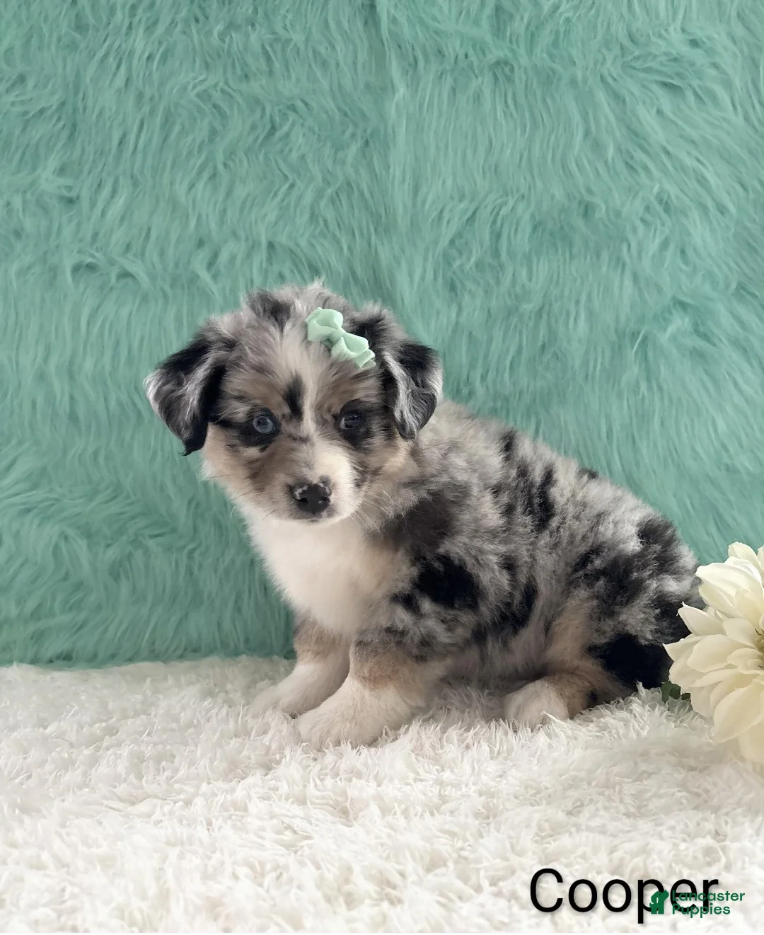 Miniature Australian Shepherd dogs for sale: Cooper - Ad 3